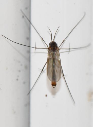 Rymosia fasciata